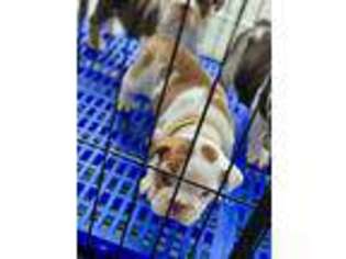 Bulldog Puppy for sale in Gonzales, LA, USA