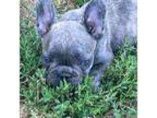 French Bulldog Puppy for sale in Ardmore, OK, USA