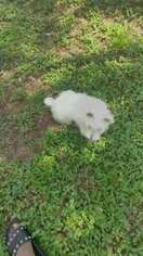 West Highland White Terrier Puppy for sale in Fort Lauderdale, FL, USA
