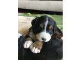 Bernese Mountain Dog Puppy for sale in Greeley, CO, USA