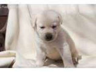 Labrador Retriever Puppy for sale in Justin, TX, USA