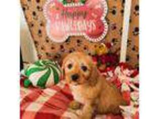 Mutt Puppy for sale in Myrtle Creek, OR, USA