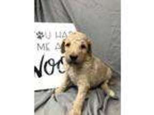 Goldendoodle Puppy for sale in Rocky Mount, NC, USA