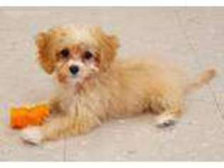 Cavapoo Puppy for sale in Clintonville, WI, USA