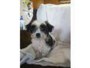 Shorkie Tzu Puppy for sale in Ephrata, PA, USA