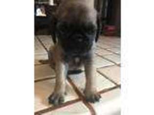 Pug Puppy for sale in Long Beach, CA, USA