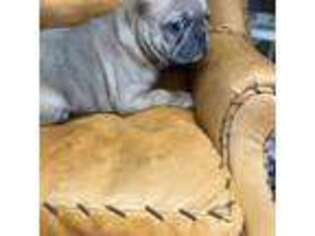 French Bulldog Puppy for sale in Sturkie, AR, USA