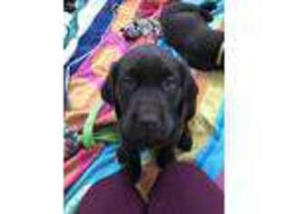 Labrador Retriever Puppy for sale in Torrington, CT, USA