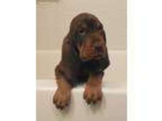 Bloodhound Puppy for sale in Fort Morgan, CO, USA