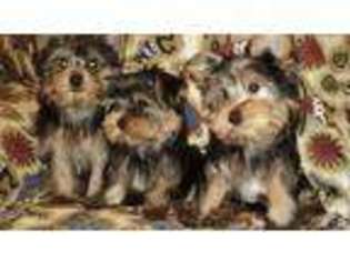 Yorkshire Terrier Puppy for sale in PERTH AMBOY, NJ, USA
