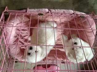 Maltese Puppy for sale in Annapolis, MD, USA