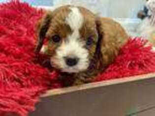 Cavapoo Puppy for sale in Montgomery, TX, USA