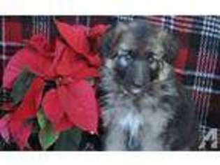 Mutt Puppy for sale in GALENA, KS, USA