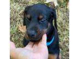 Doberman Pinscher Puppy for sale in Tulsa, OK, USA