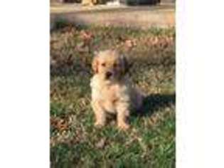 Golden Retriever Puppy for sale in Hardy, VA, USA