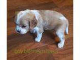 Cavalier King Charles Spaniel Puppy for sale in Cabot, AR, USA