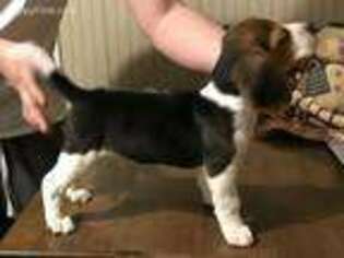 Beagle Puppy for sale in Darlington, IN, USA