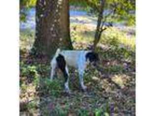 German Shorthaired Pointer Puppy for sale in Cross City, FL, USA