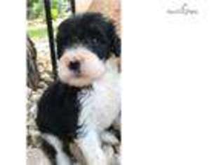 Shepadoodle Puppy for sale in San Antonio, TX, USA
