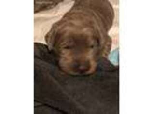 Labradoodle Puppy for sale in Goodview, VA, USA