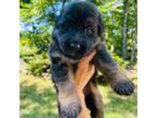 German Shepherd Dog Puppy for sale in Bethel, CT, USA