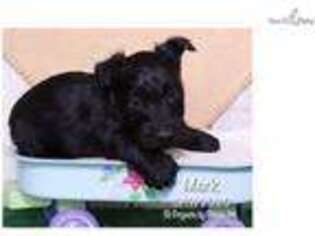 Scottish Terrier Puppy for sale in Williamsport, PA, USA