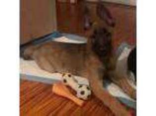 Belgian Malinois Puppy for sale in Linden, NJ, USA