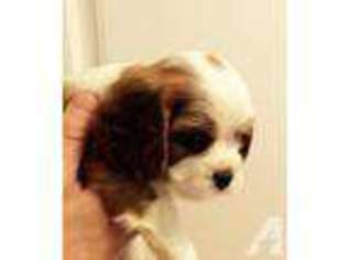 Cavalier King Charles Spaniel Puppy for sale in EWA BEACH, HI, USA