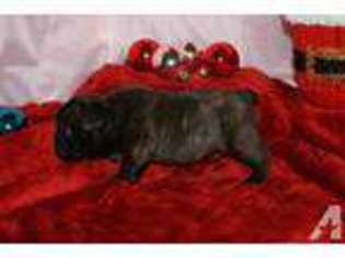French Bulldog Puppy for sale in JEMISON, AL, USA