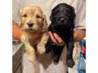 Portuguese Water Dog Puppy for sale in Stoneham, MA, USA