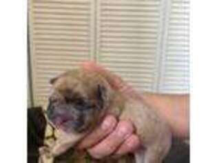 French Bulldog Puppy for sale in Homestead, FL, USA