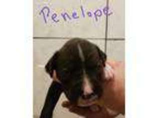 Boxer Puppy for sale in Upper Sandusky, OH, USA
