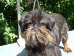 Brussels Griffon Puppy for sale in Rogersville, MO, USA