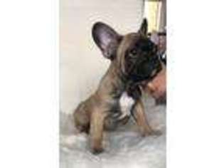 French Bulldog Puppy for sale in Saint Joseph, MI, USA