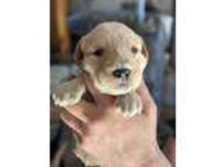 Labradoodle Puppy for sale in Athelstane, WI, USA