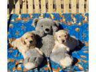 Golden Retriever Puppy for sale in Prescott, AZ, USA