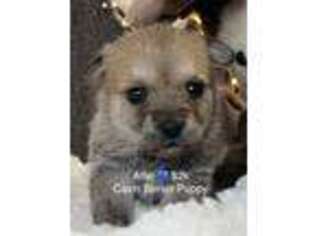 Cairn Terrier Puppy for sale in Bedford, OH, USA