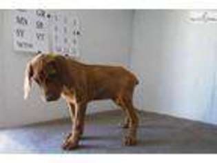 Vizsla Puppy for sale in Rapid City, SD, USA