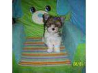 Yorkshire Terrier Puppy for sale in Davisville, WV, USA