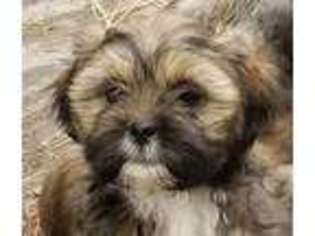 Lhasa Apso Puppy for sale in Spokane, WA, USA