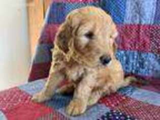 Goldendoodle Puppy for sale in Louisville, IL, USA