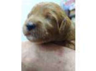 Labradoodle Puppy for sale in Gordonsville, VA, USA