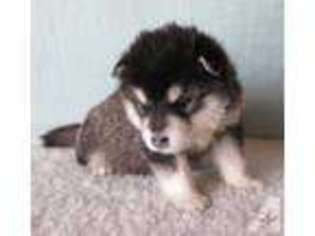 Alaskan Malamute Puppy for sale in MILWAUKEE, WI, USA