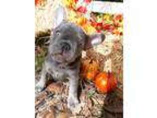 French Bulldog Puppy for sale in Sebring, FL, USA