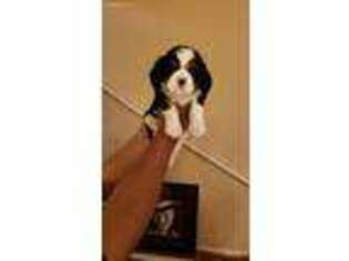Cavalier King Charles Spaniel Puppy for sale in Cedar Hill, TX, USA