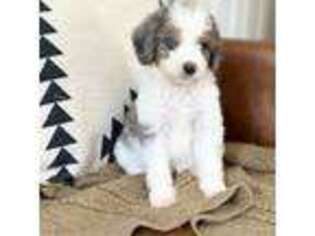 Mutt Puppy for sale in Flatwoods, KY, USA