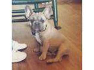 French Bulldog Puppy for sale in Willits, CA, USA