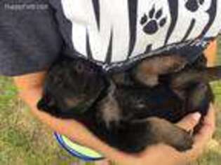 German Shepherd Dog Puppy for sale in Cochecton, NY, USA
