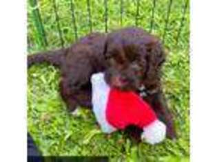 Portuguese Water Dog Puppy for sale in Waimanalo, HI, USA