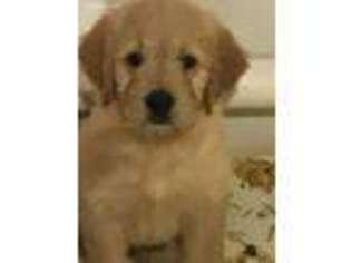 Goldendoodle Puppy for sale in Waterbury, CT, USA